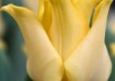 Tulipa Yellow Crown ® (4)